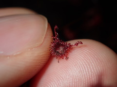 Drosera peltata