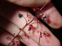 Drosera peltata