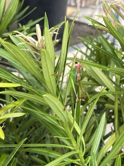 Orchelimum pulchellum