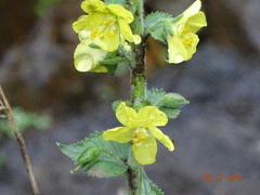 Verbascum coromandelianum
