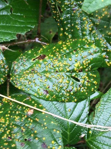 pale bramble rust