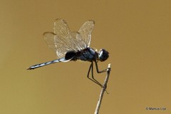 Urothemis edwardsii
