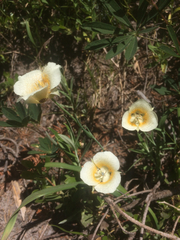 Calochortus subalpinus