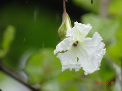 Dolichandrone falcata