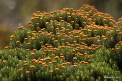 Helichrysum tenuifolium