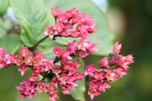 Clerodendrum splendens