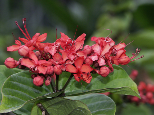 Clerodendrum splendens