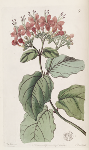 Clerodendrum splendens