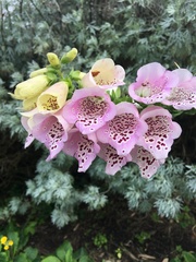 Digitalis purpurea