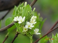 Holarrhena pubescens