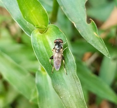 Chalcosyrphus metallicus