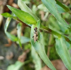 Chalcosyrphus metallicus