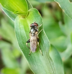 Chalcosyrphus metallicus