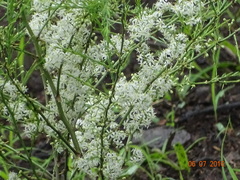 Asparagus racemosus