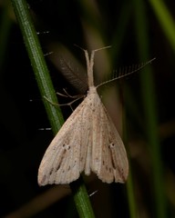 Trigonistis demonias