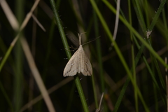 Trigonistis demonias