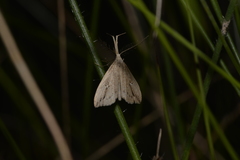 Trigonistis demonias