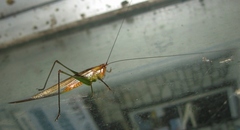 Conocephalus attenuatus