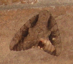Catocala amatrix