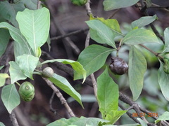 Morinda pubescens