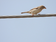Passer domesticus
