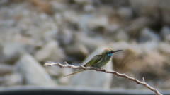 Merops cyanophrys