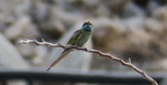 Merops cyanophrys