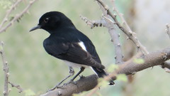 Oenanthe albonigra