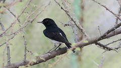 Oenanthe albonigra