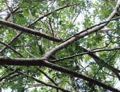 Havardia albicans