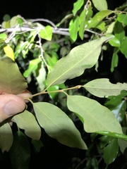 Petalostigma pubescens