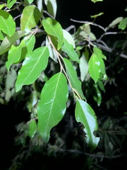 Petalostigma pubescens