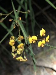 Daviesia wyattiana