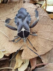 Petascelis remipes
