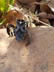 Petascelis remipes