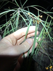 Daviesia wyattiana