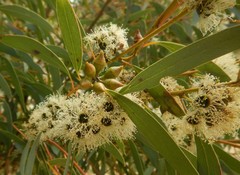 Eucalyptus diversifolia