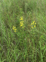Lysimachia davurica