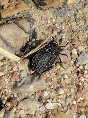 Thanatophilus rugosus