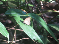Mycalesis anapita