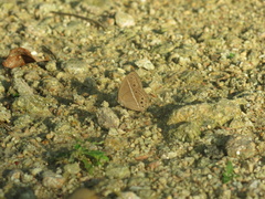 Mycalesis anapita