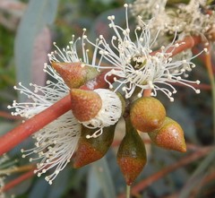 Eucalyptus diversifolia
