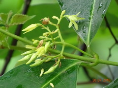 Cryptolepis