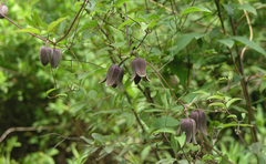 Clematis fusca