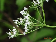 Pimpinella
