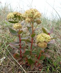 Hylotelephium maximum