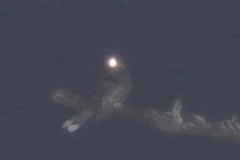 Caprimulgus europaeus