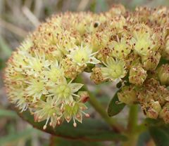 Hylotelephium maximum