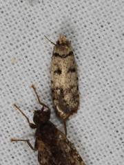 Scatochresis episema