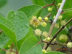 Flacourtia latifolia